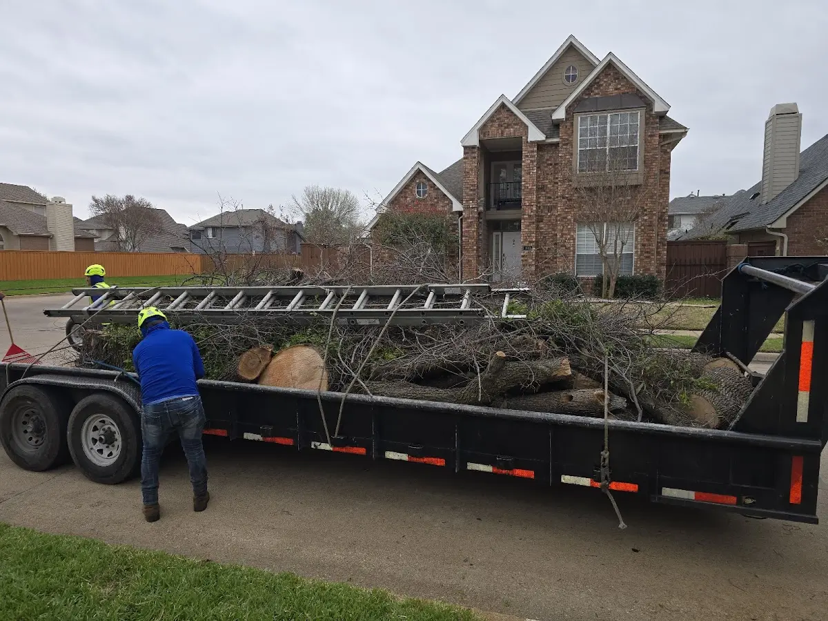 Expert Tree Pest Control with proper safety equipment in Gridley